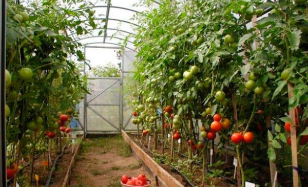 Схема посадки томатов в теплице и в открытом грунте: варианты размещения