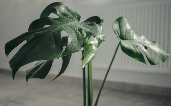 12 идеальных растений для каждой комнаты в доме | ivd.ru