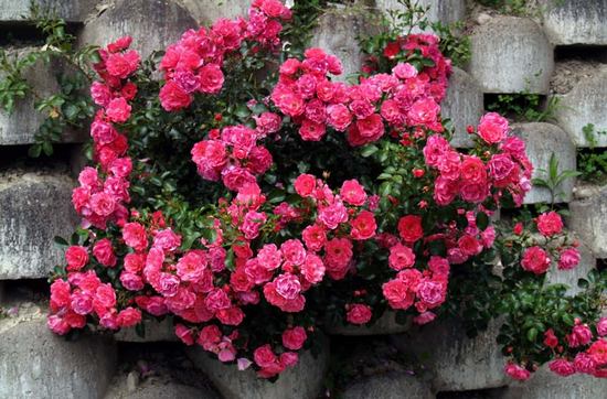 Клумба с розами: претенденты, сочетания и оформление цветника